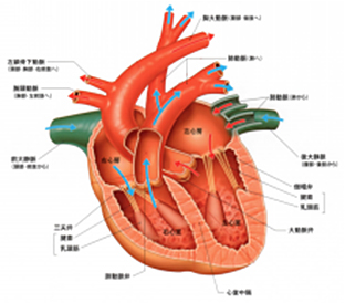 正常な血液の流れ