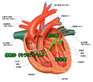 僧帽弁の位置